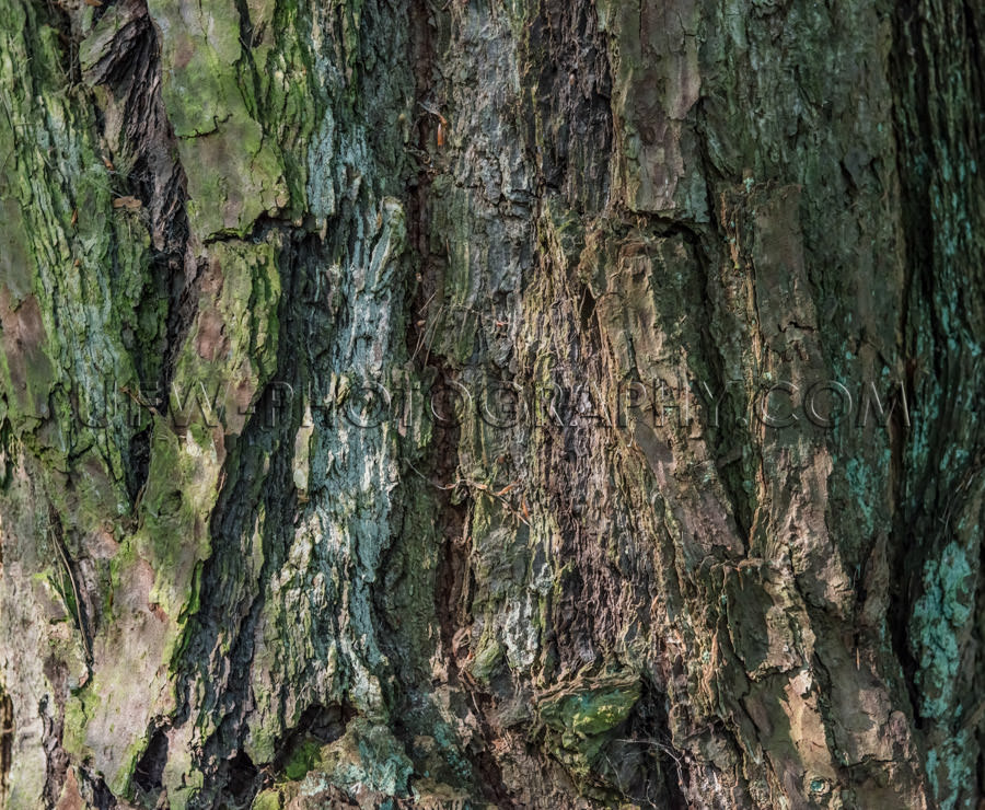 Rough bark pattern pine tree close up full frame background Stoc