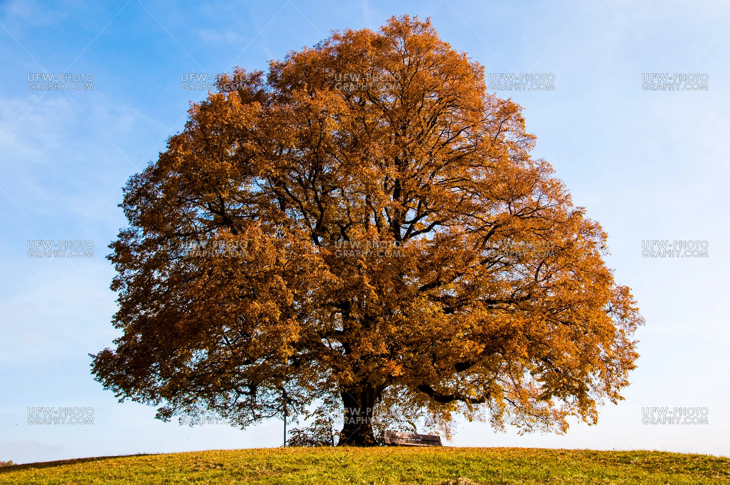 Schöne Alte Einsame Linde Baum Hügel Herbstfarben Stock Foto