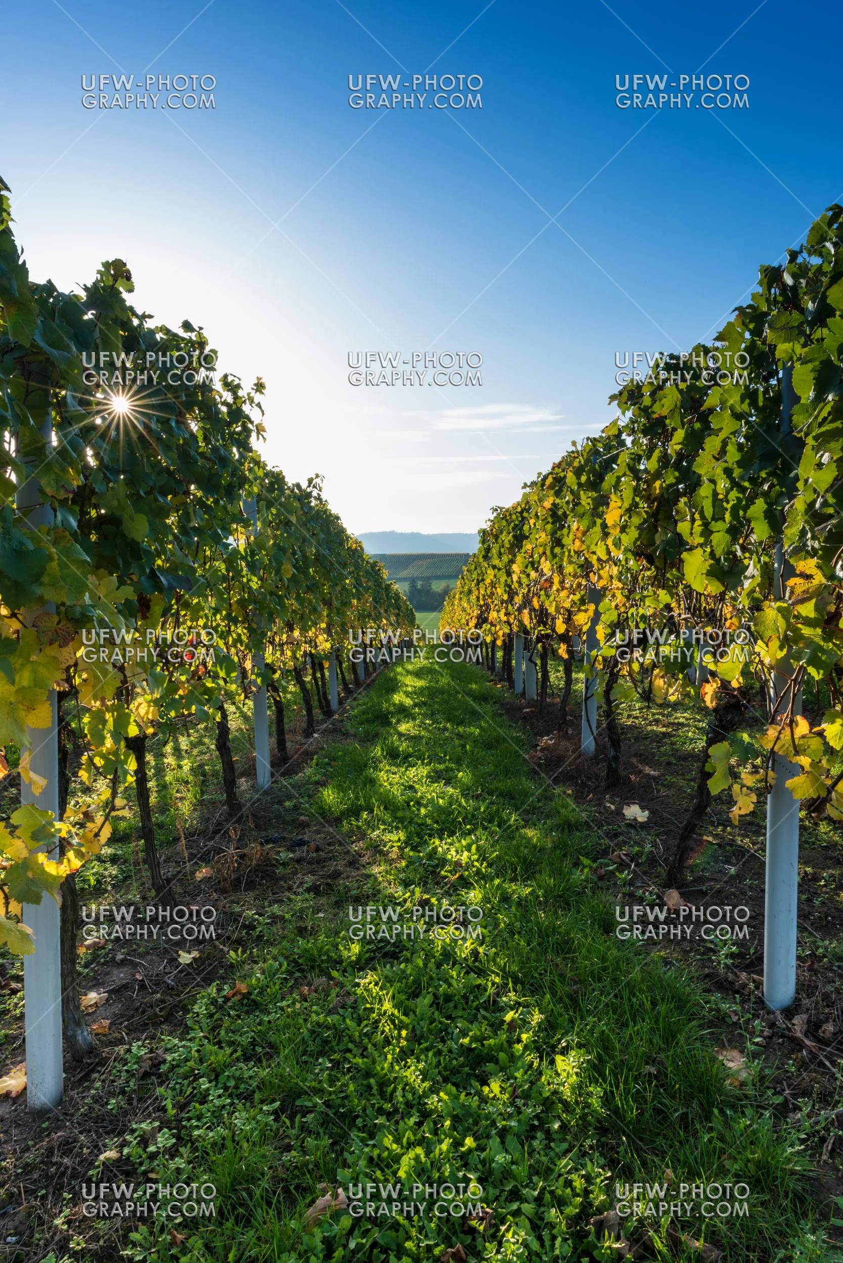 Weinberg Herbstsonne Sterne Leuchten Weinreben Blauer Himmel Sto