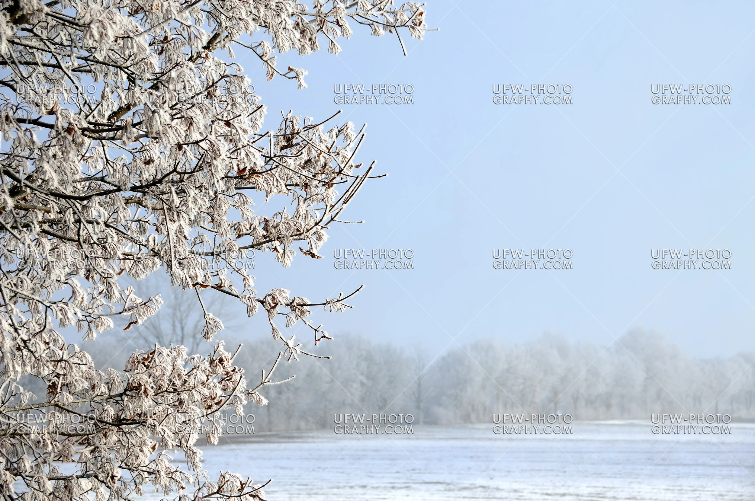 Winterszene Eisbedeckt Baum Schneebedecktes Feld Und Blauer Himm