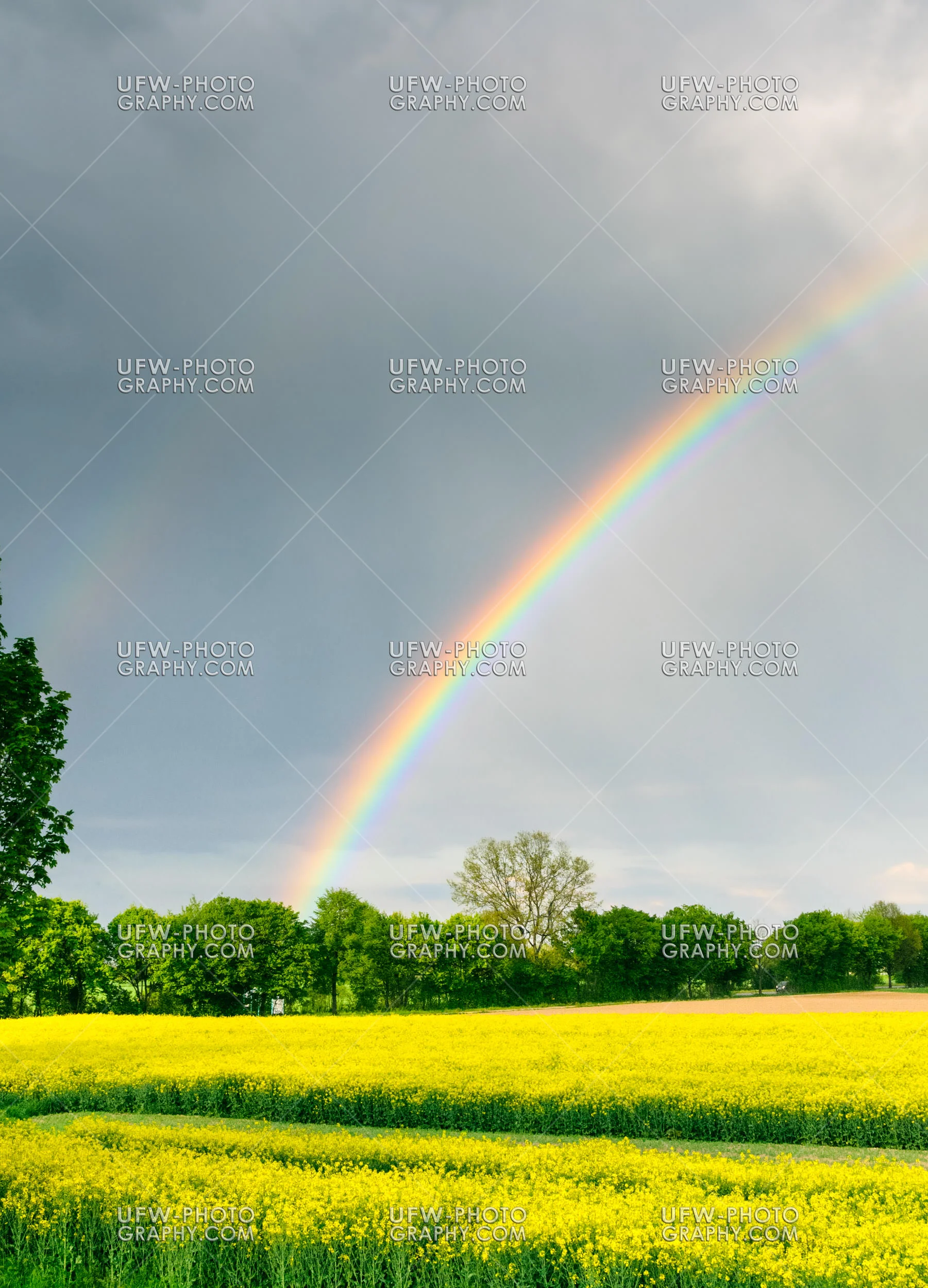 Wunderschöner Regenbogen Helle Gelbe Rapslandschaft Regnerische