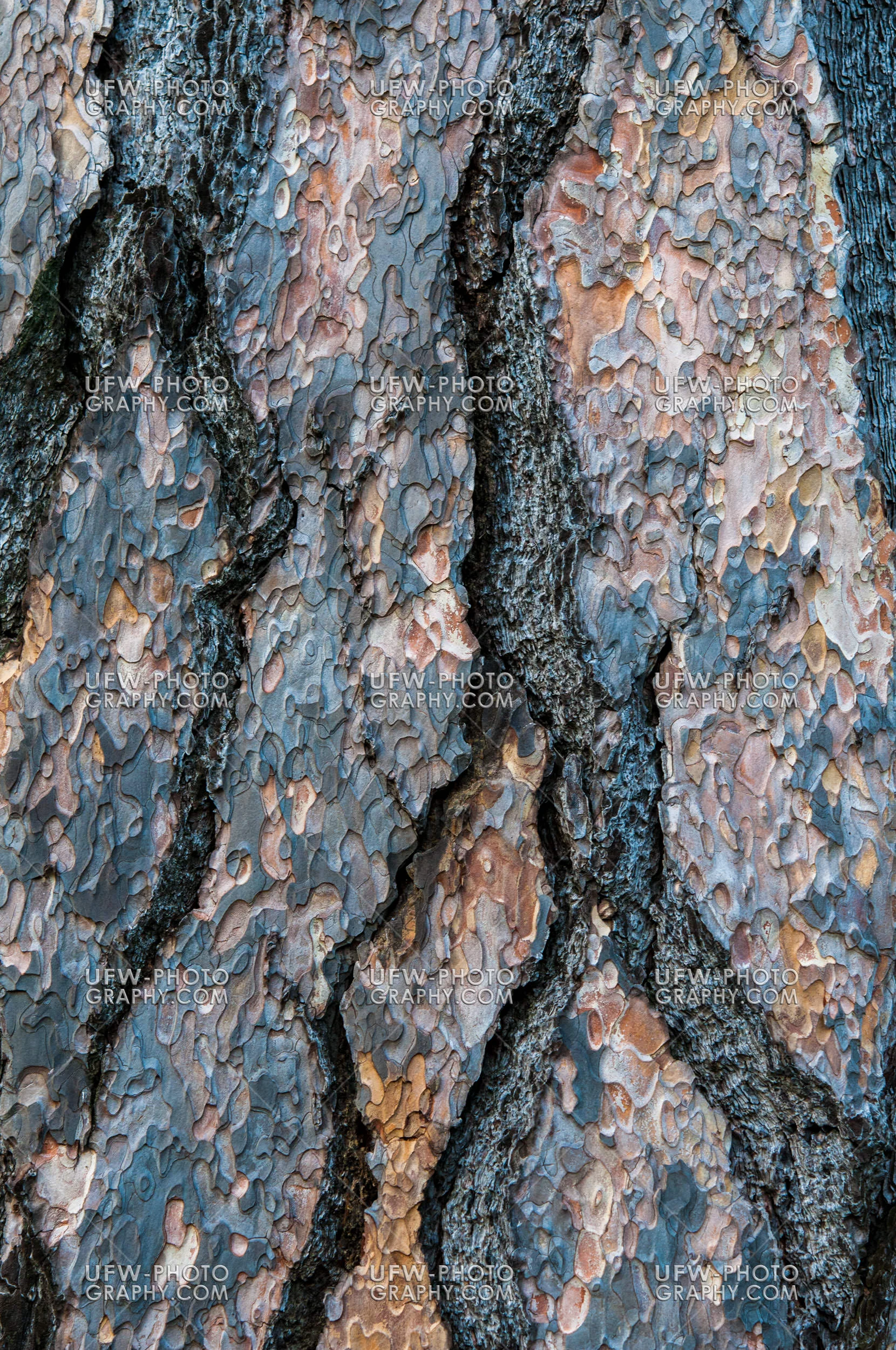 Kiefer Tanne Rinde Vollformat Struktur Natur Hintergrund Stock F