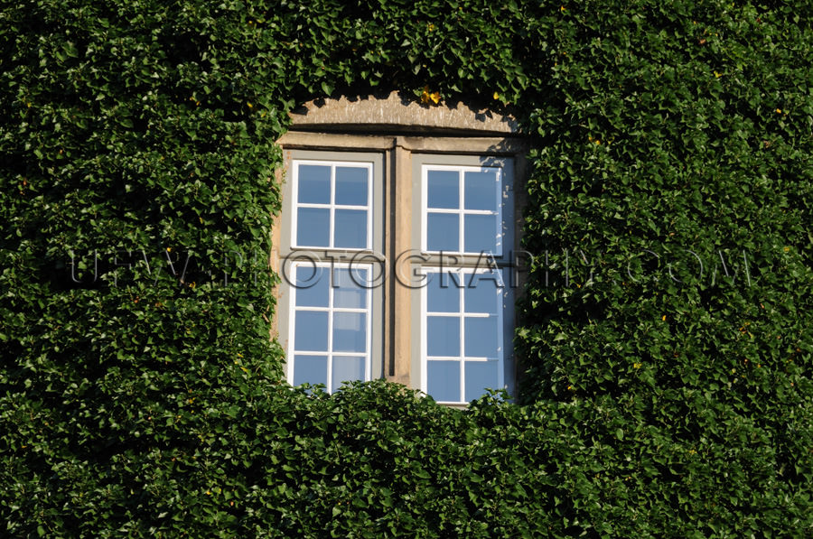 Fenster Umgeben Grüner Efeu Zugewachsen Romantisch Märchenhaft