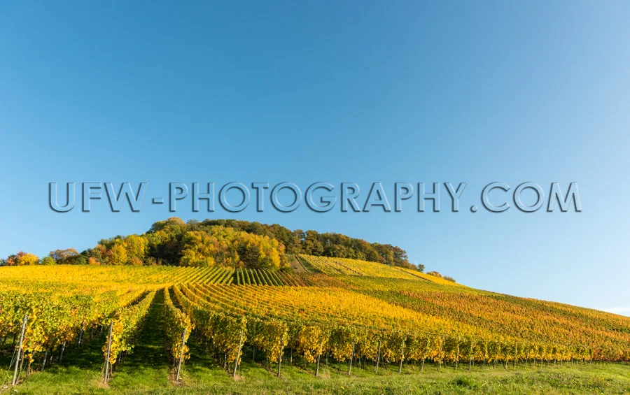 Idyllisch Weingarten Hügel Reihen Weinreben Tiefblauer Herbst H