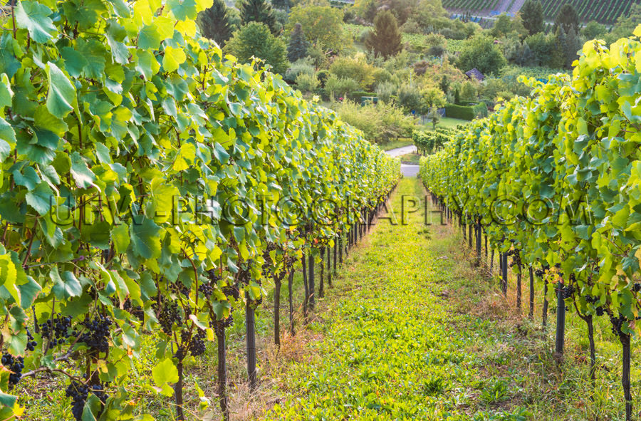 Weinberg Hügel Abwärts Ansicht Weinrebe Reihen Reif Blaue Trau