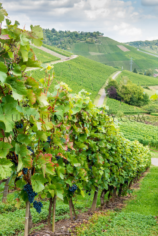 Weinberg Tal Schön Hügelig Landschaft Weinrebe Reihen Trauben 