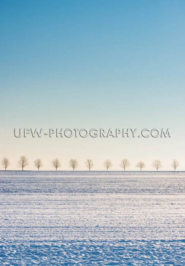 Winter Szene Schneebedecktes Feld Baumreihe Blauer Himmel Stock