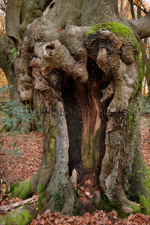 Alter Knorriger Baum Mit Einem Großen Hohlraum Stock Foto