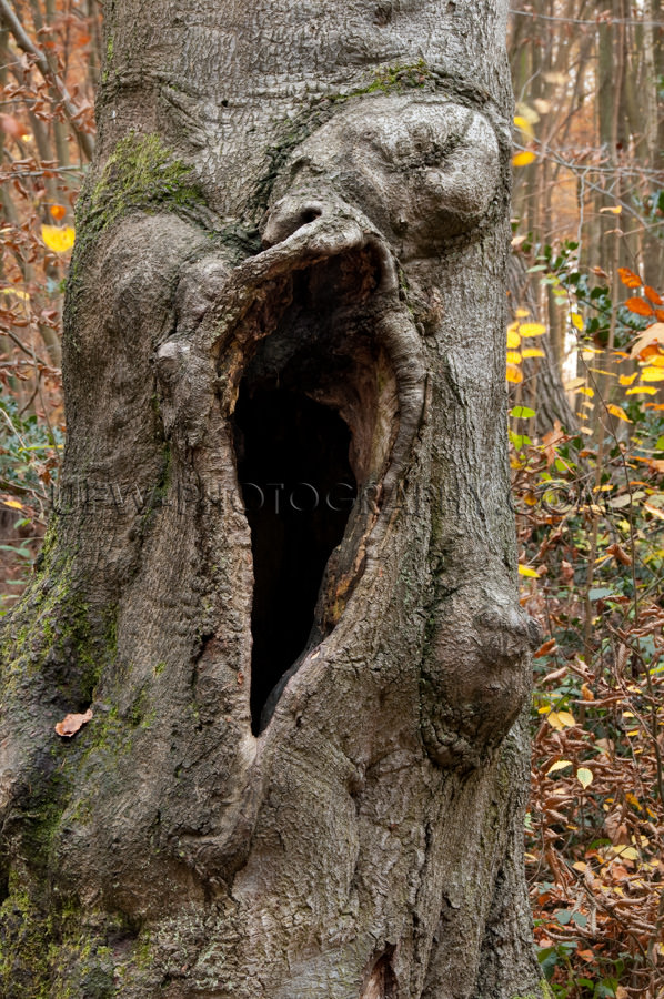Alter Knotiger Knorriger Baum Groß Schwarzes Loch Mysteriös St