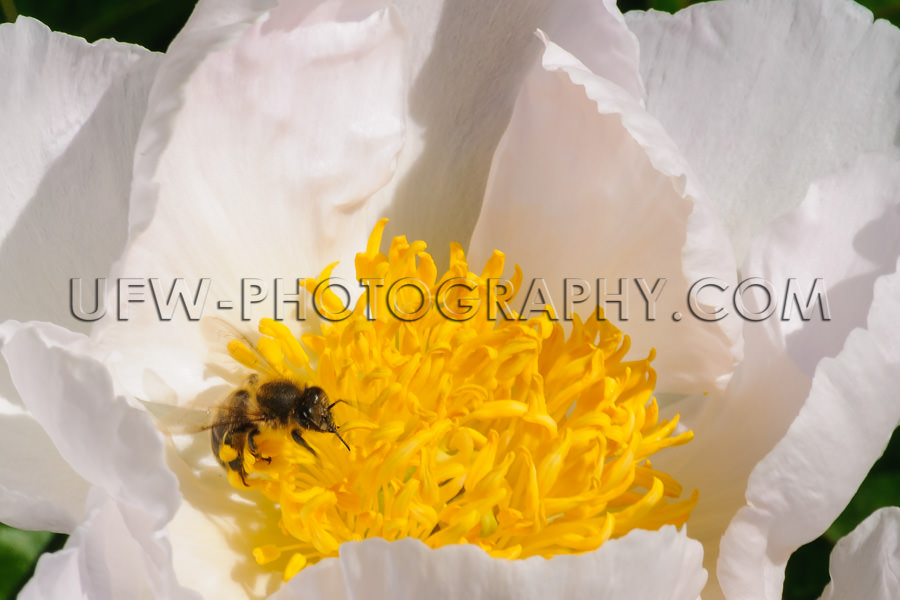 Biene Saugt Nektar aus einer weiß-gelben Pfingstrose Sichtbarer