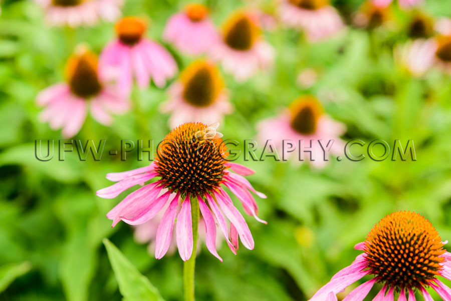 Blüte Biene Schön Blütenkopf Echinacea Sonnenhut Nahaufnahme 