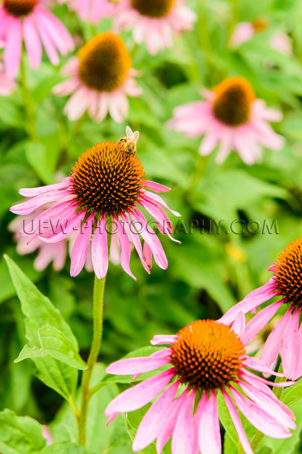 Blütenkopf Blüte Biene Echinacea Schön Nahaufnahme Stock Foto