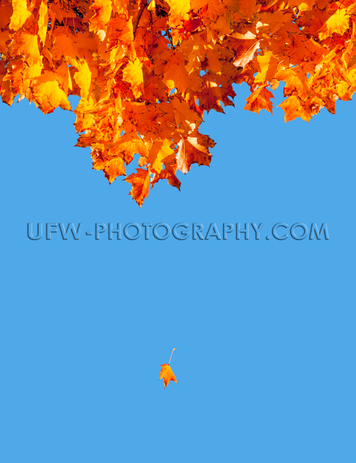 Bunte Herbst Blätter Herabfallen Fliegen Blauer Himmel Stock Fo