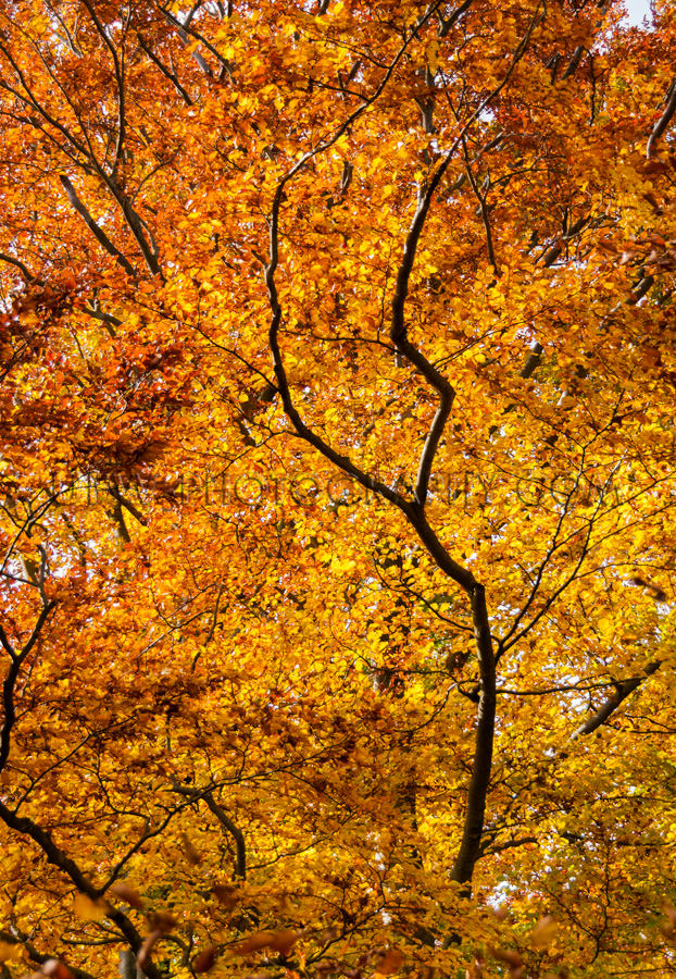 Braunes Goldenes Blätterdach Wald Baumwipfel Bunt Herbstlaub St