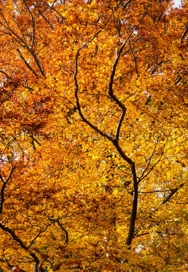 Braunes Goldenes Blätterdach Wald Baumwipfel Bunt Herbstlaub St