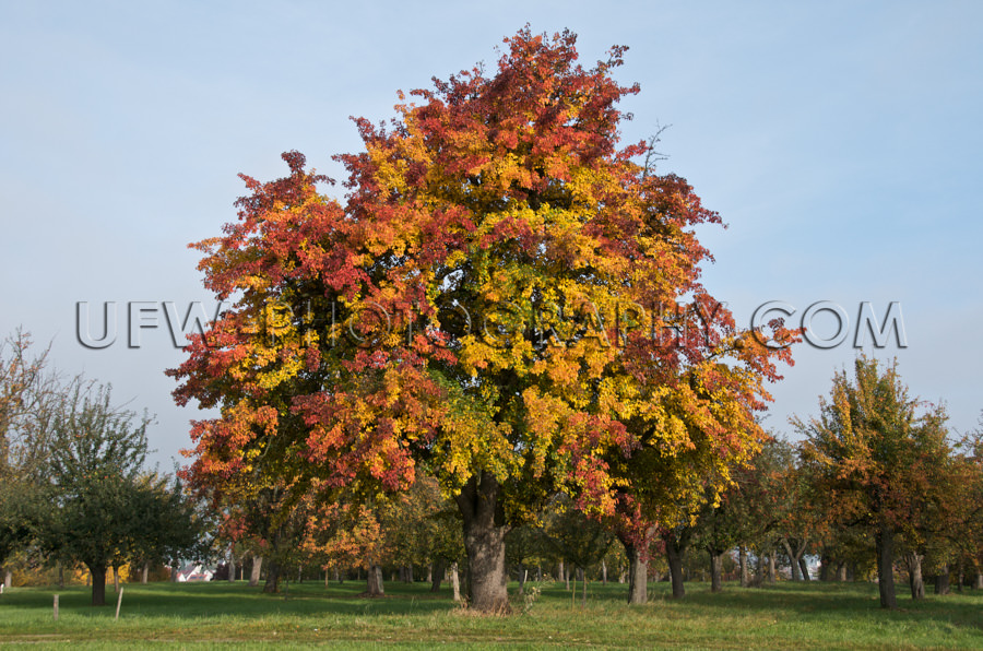 Großer Birnbaum Eindrucksvoll Herbst Farben Streuobstwiese Oran