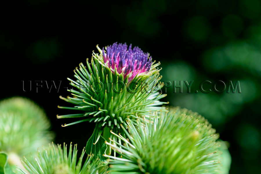 Grüne Distel Lila Blütenspitze Nahaufnahme Makro Stock Foto