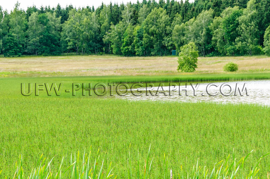 Grün Sumpfwiese See Wald Landschaft Naturschutzgebiet Stock Fot