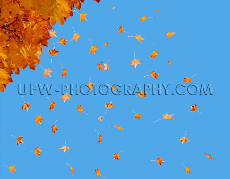 Herbst Blätter Viele Fallen Bunt Fliegen Baum Blauer Himmel Sto