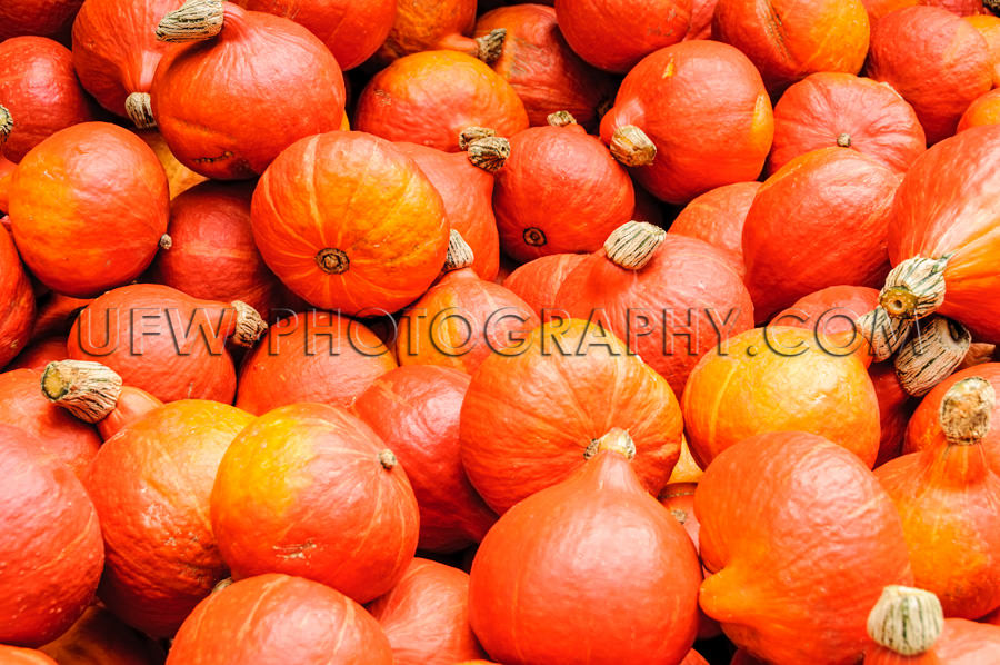 Herbst Früchte Viele Rot-Orangene Kürbisse Stock Foto