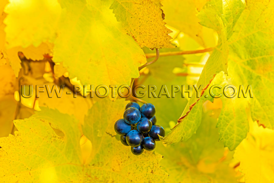 Herbst Licht Gelb Weinreben Blätter Kleines Traube Trauben Stoc