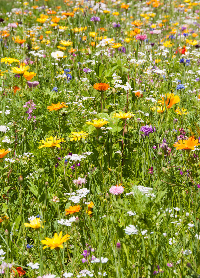 Malerische Blumenwiese Schön Feld Verschiedene Blumen Stock Fot