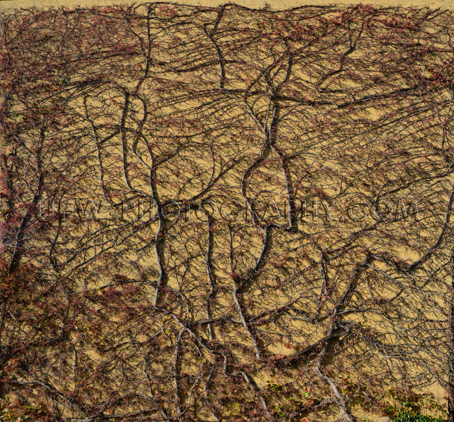 Mauer Überwachsen Zweige Efeu Rebe Kletterpflanze Pflanze Trock