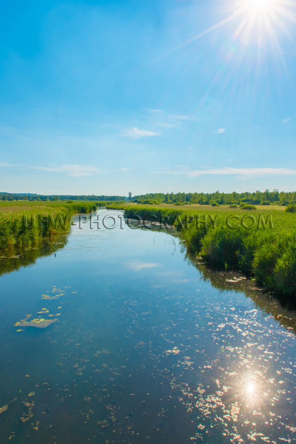 Moor Sumpf Wildnis Fluss Schilfgras Habitat Grün Himmel Friedli