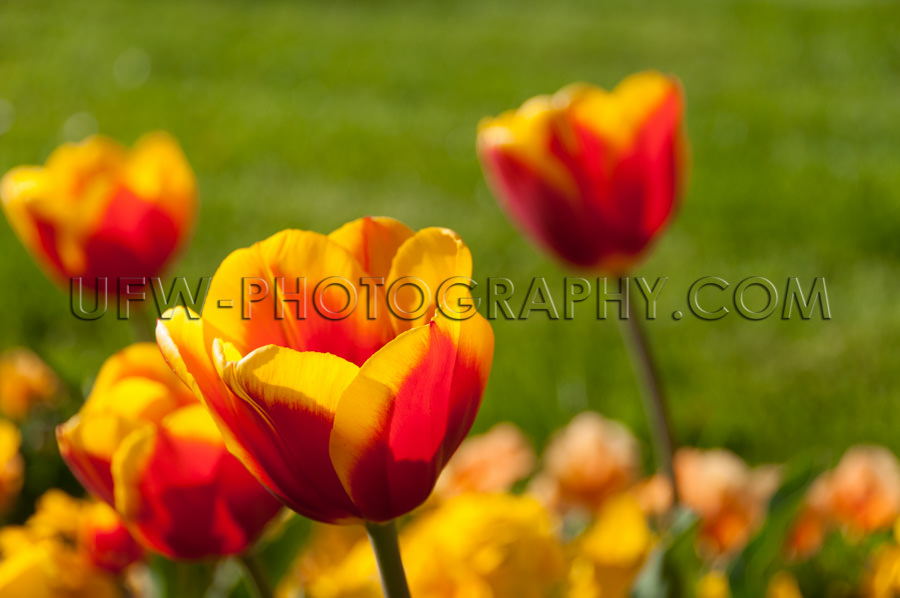 Schön Tulpe Blüte Lebendig Farbig Schön Frühling Stock Foto