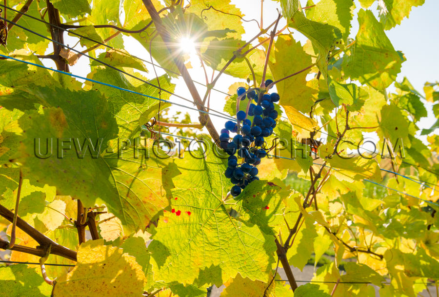 Traube Blaue Trauben Weinrebe Blätter Herbst Sonne Sterne Stock