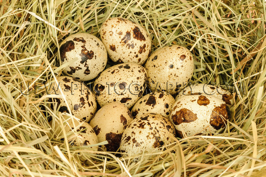Vogelnest Mehrere Braun Beige Gepunktete Eier Vollformat Nahaufn