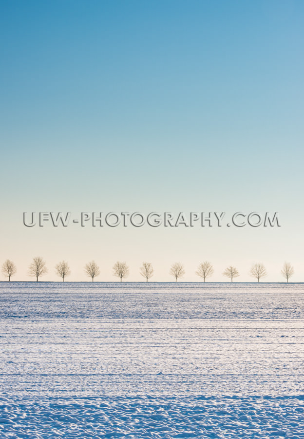 Winter Szene Schneebedecktes Feld Baumreihe Blauer Himmel Stock 