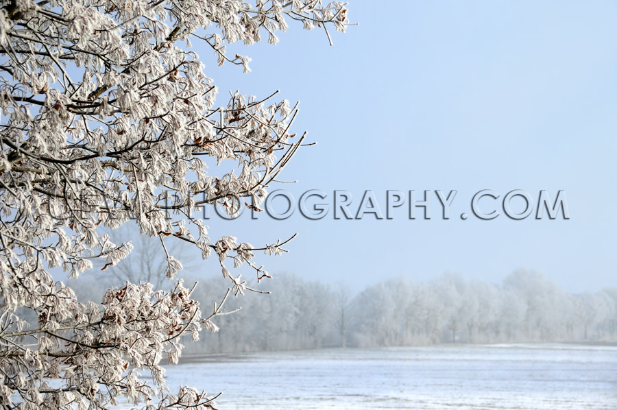 Winterszene Eisbedeckt Baum Schneebedecktes Feld Und Blauer Himm