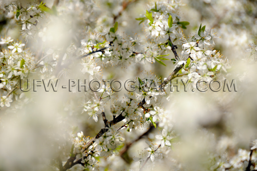 Wunderschöne Weiße Frühlingsblüten Sanft Märchen Verschwomm