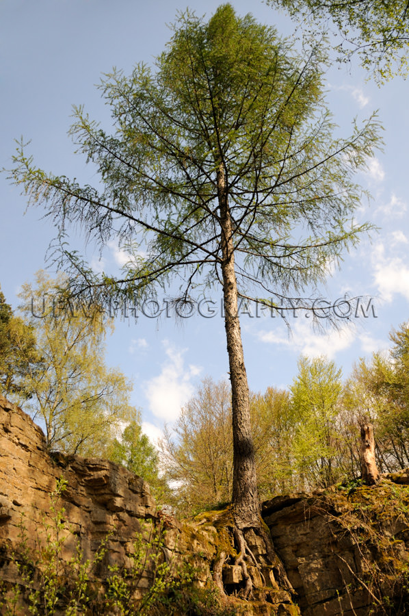 Baum Wurzeln Am Rand Eines verwitterten Felsens Stock Foto