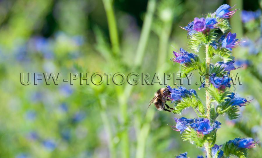 Biene Saugt Nektar Aus Blauer-Natternkopf-Blüte Stock Foto