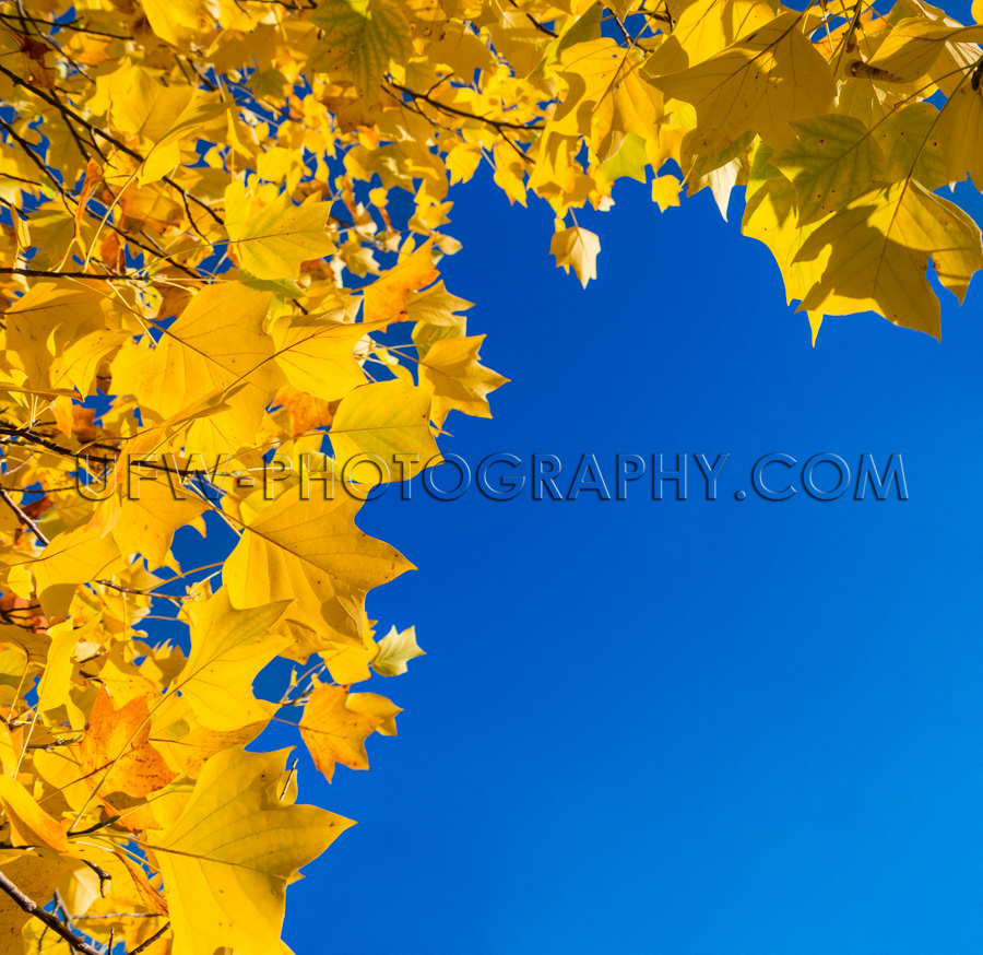 Blätter-Rahmen Golden Herbst Laub Gelb Tiefblau Himmel Textfrei