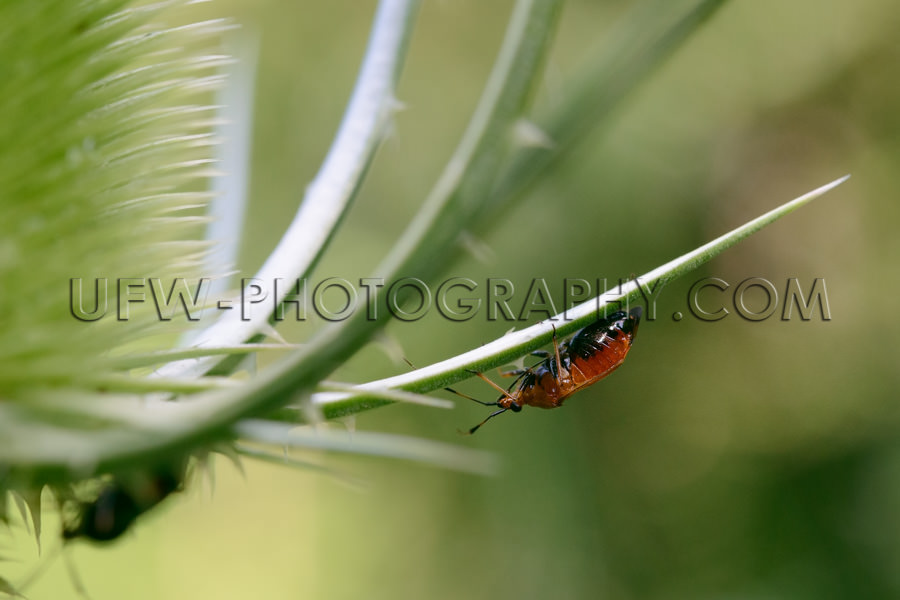 Brauner Käfer hängt am Blatt einer Distel Makro Stock Foto