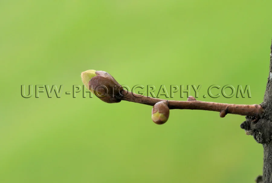 Frühling Knospe Makro Bild Grün Verschwommener Hintergrund Tex