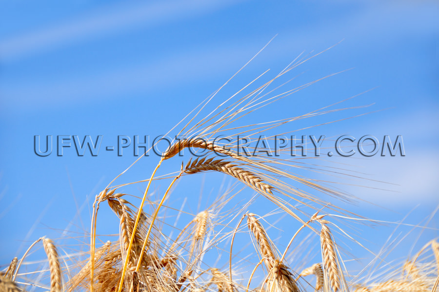 Getreide Weizenähren Vor Blauem Himmel Makro Nahaufnahme Stock 