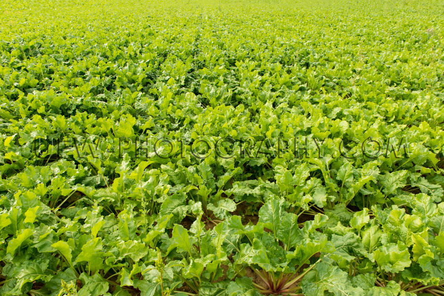 Grünes Gemüse Überfluss Wachsen Ackerboden Feld Vollformat St