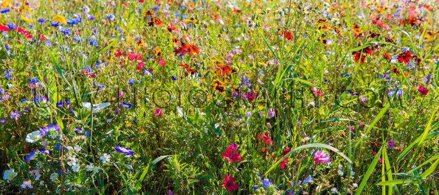 Schön Fülle Blume Wiese Frühling Bunt Garten Stock Foto