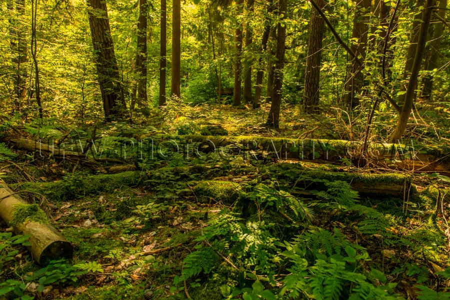 Schön Wildnis Wald Grün Umgestürzt Abgebrochen Bäume Üppig