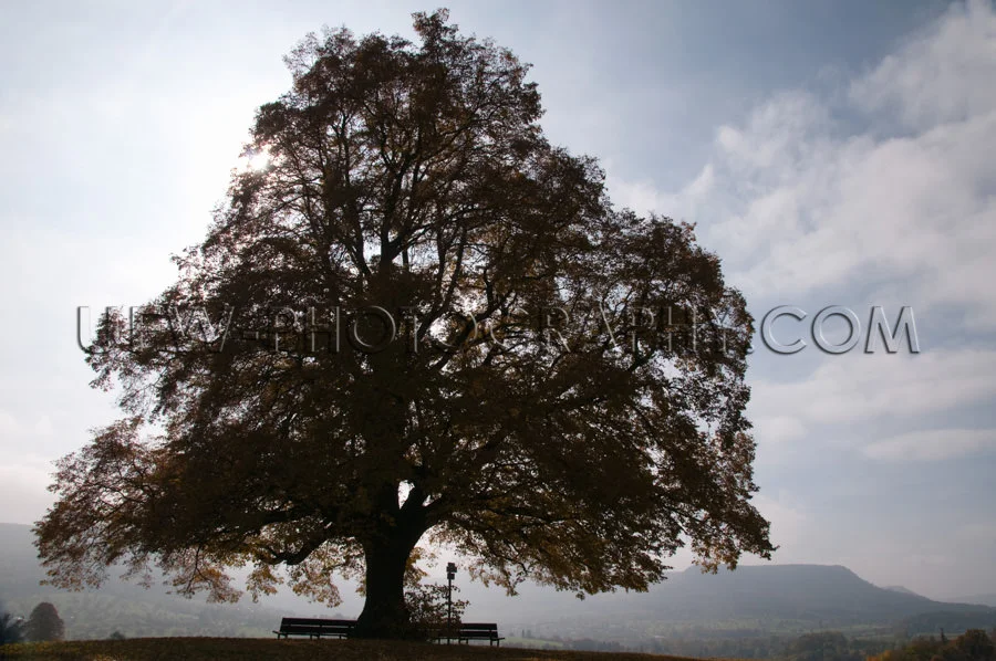 Silhouette Alt Einsam Linde Hügellandschaft Herbst Nebel Stock
