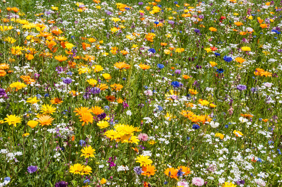 Üppige Bunte Blumenwiese Frühling Sommer Stock Foto
