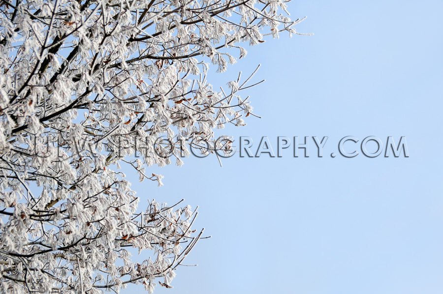 Winterszene Eisbedeckt Äste Baum Blau Himmel Stock Foto