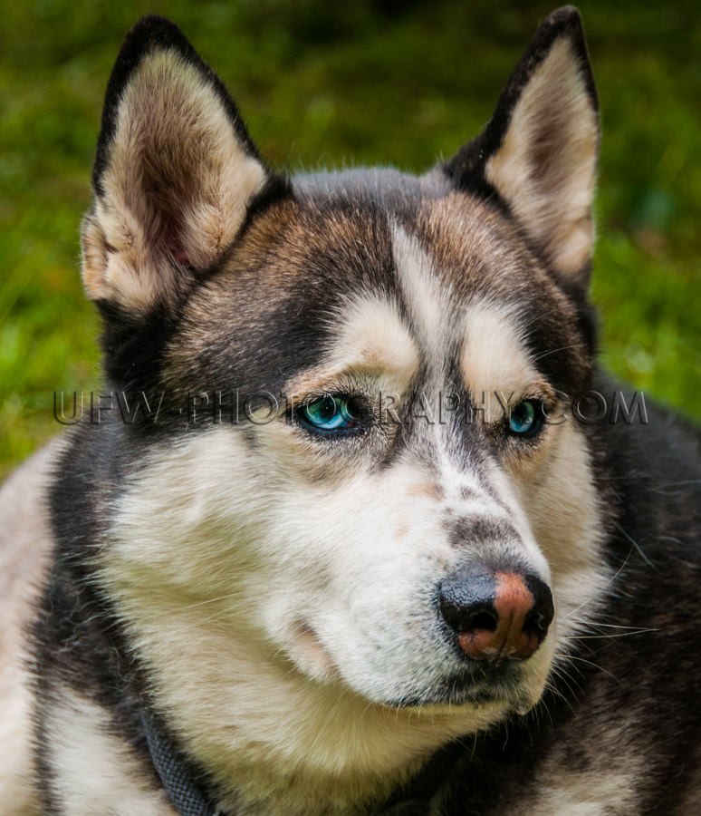 Husky Hundekopf Porträt Nahaufnahme Im Freien Blaue Augen Stock