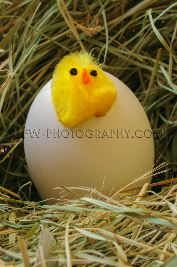 Küken Brüten Stroh Nest Dekorativ Figur Stock Foto.jpg