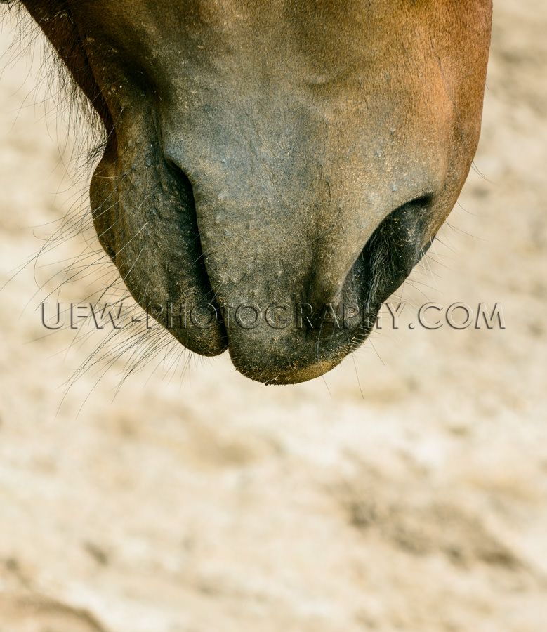 Pferdekopf Nase Und Maul Detailliert Nahaufnahme Stock Foto