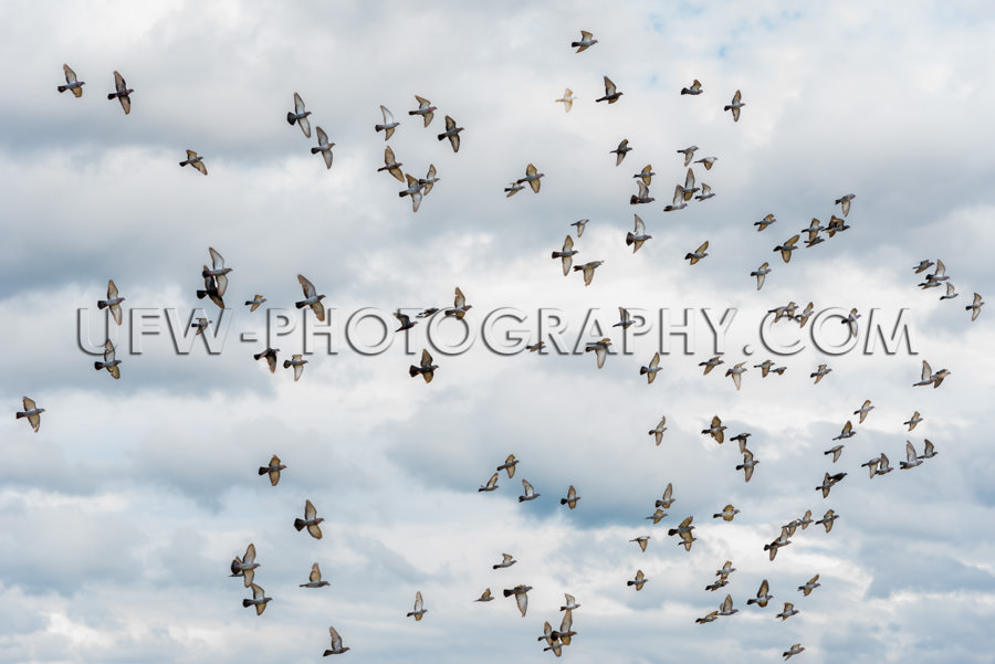 Schwarm Tauben Fliegen Grau Bewölkter Himmel in der Luft Vogelz